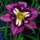 Heavenly Super Sonic Daylily